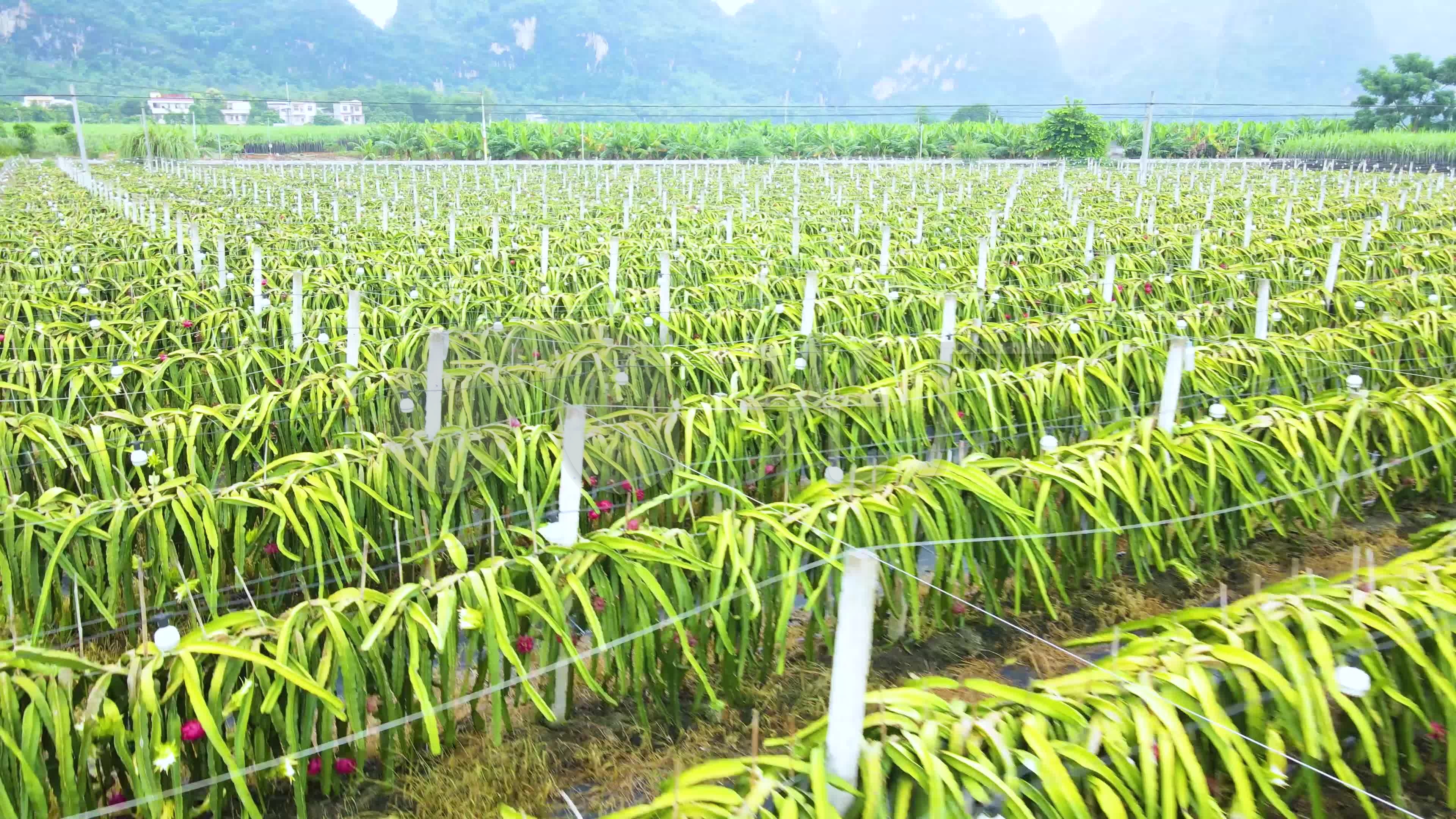 4k航拍广西农业火龙果种植基地