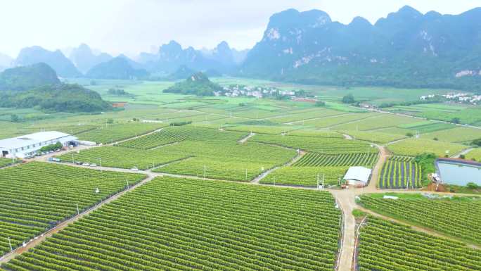 4K航拍广西农业火龙果种植基地