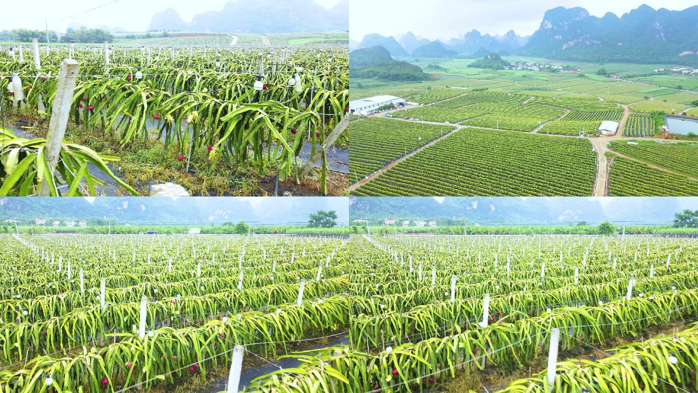 4K航拍广西农业火龙果种植基地