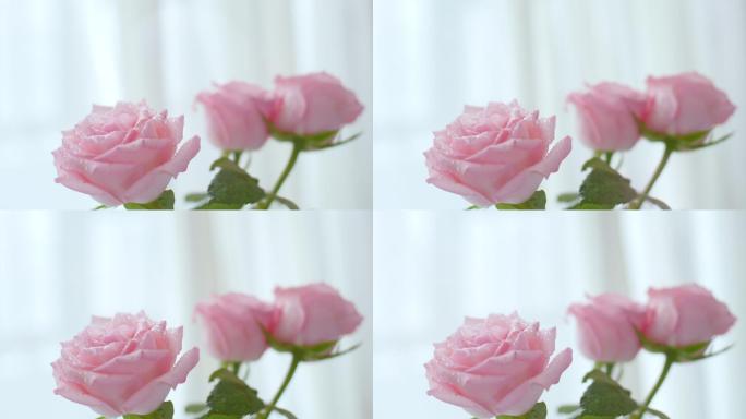 唯美窗边娇艳欲滴的粉色玫瑰花