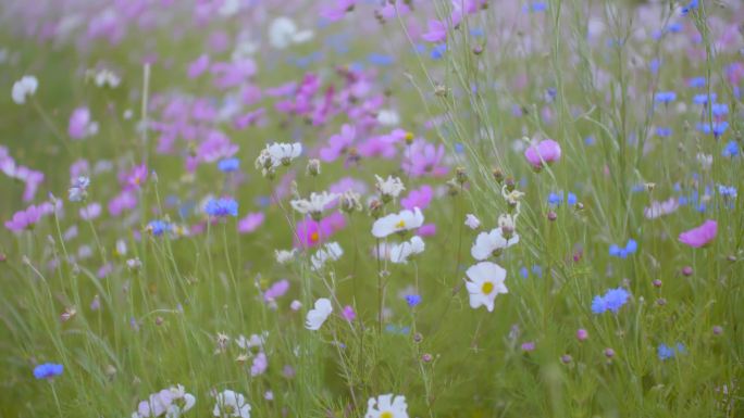 1415格桑花海 花海 西藏格桑花