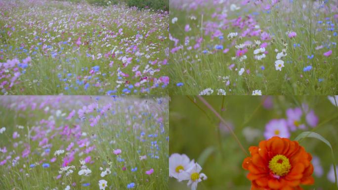 1415格桑花海 花海 西藏格桑花