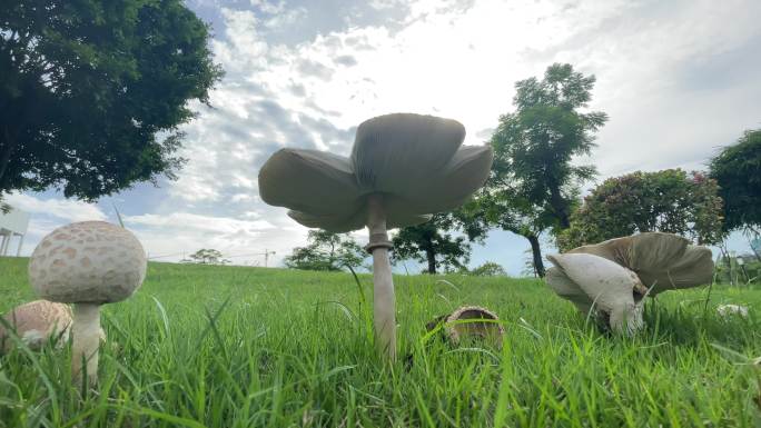 蘑菇雨后生长