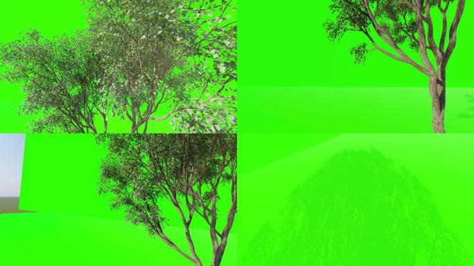 绿背树木