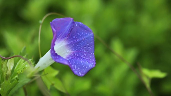 乡村植物微距一组