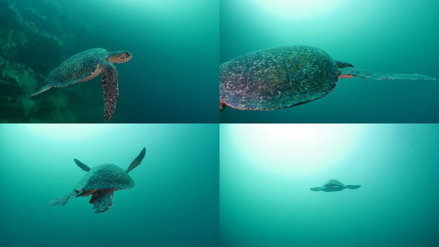 绿海龟在海底游泳