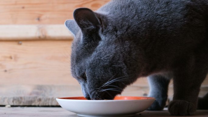 猫在吃碗里的食物