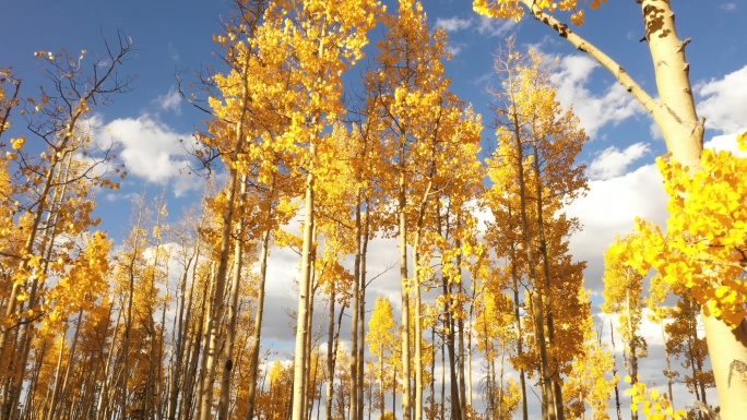 秋天在科罗拉多州的白杨树