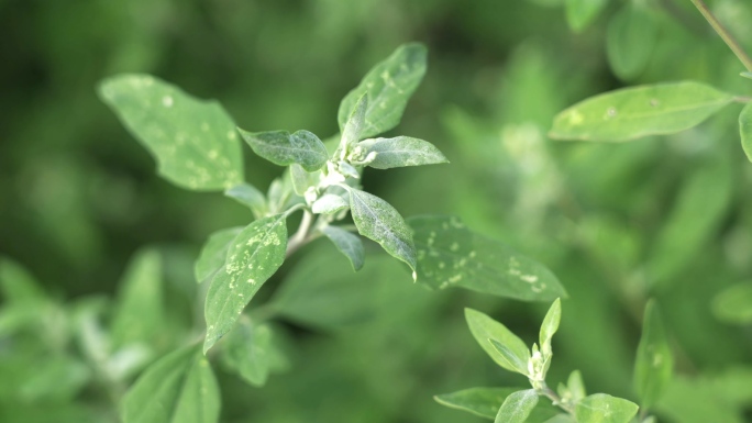 4k灰灰菜野菜