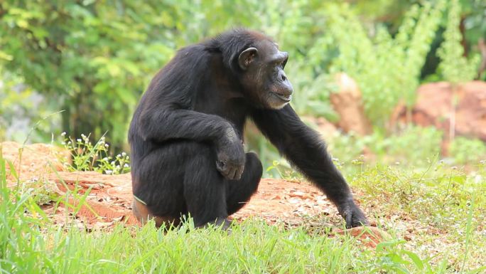 黑猩猩大猩猩物种种类栖息地生态环境