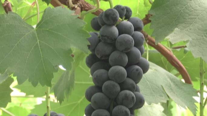 葡萄园各种葡萄