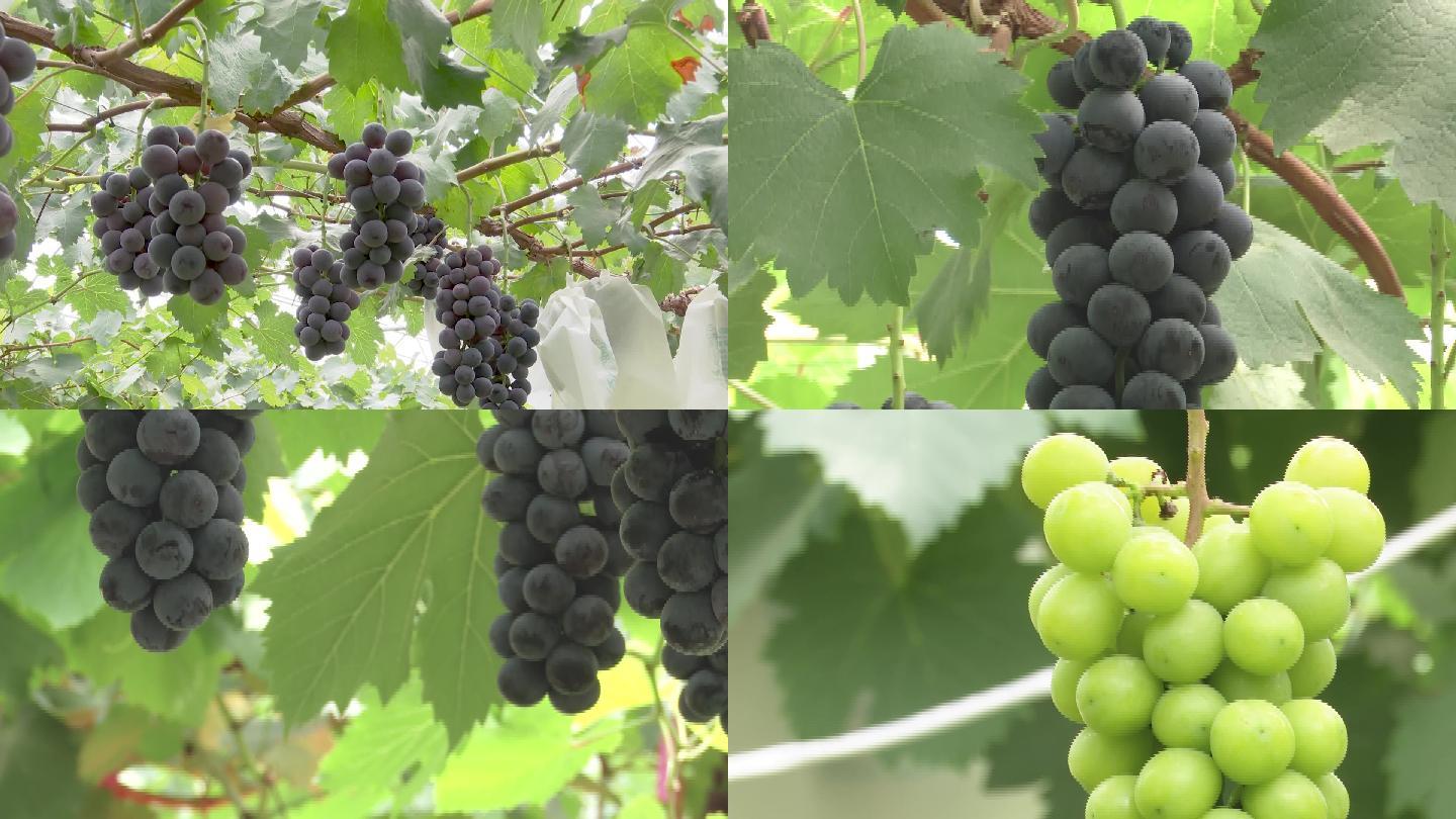 葡萄园各种葡萄