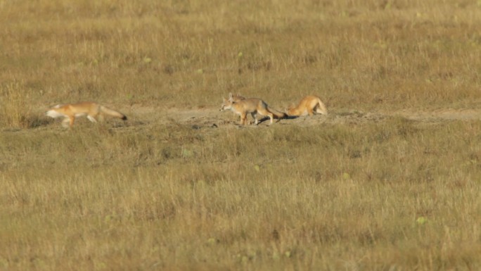 一家五只敏捷狐狸在巢穴附近奔跑玩耍。