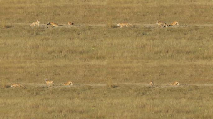 一家五只敏捷狐狸在巢穴附近奔跑玩耍。