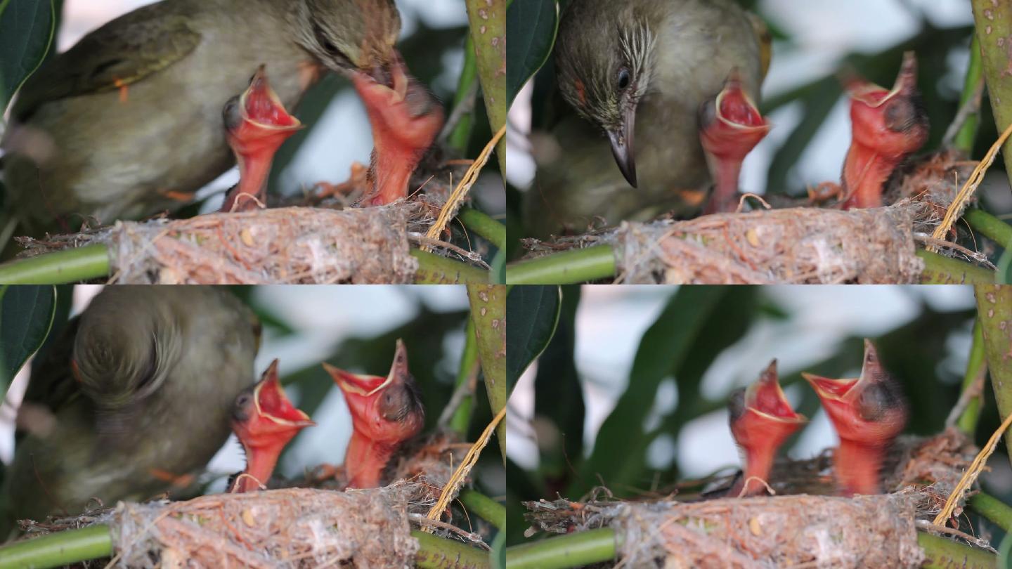 母鸟给新生的鸟喂食