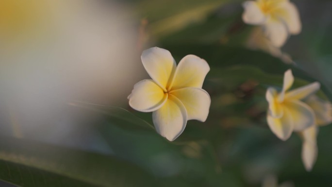 鸡蛋花