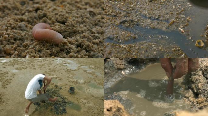 海边挖沙虫