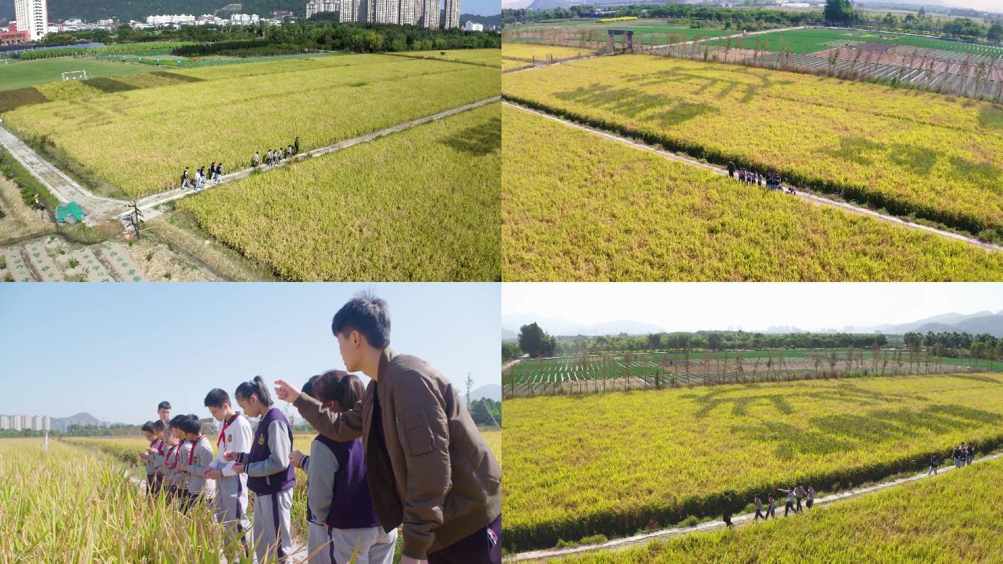 田园风光