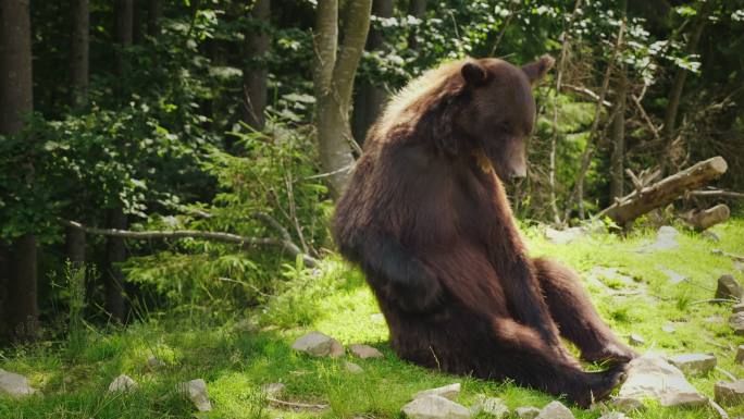 一只大棕熊坐在地上抓挠