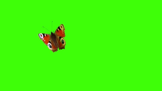 孔雀蝴蝶在绿色背景上飞翔