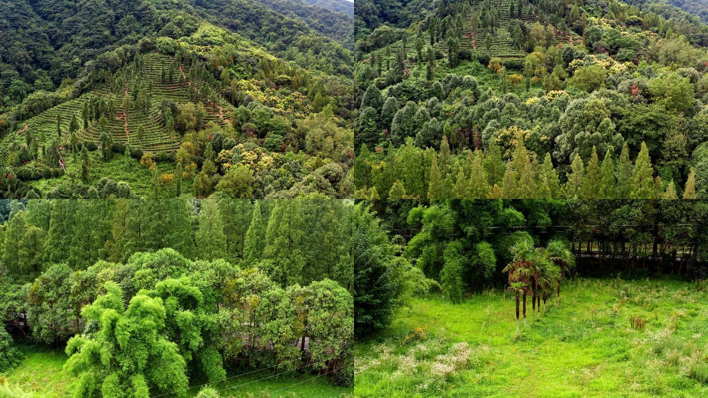 森林绿色植被实拍素材