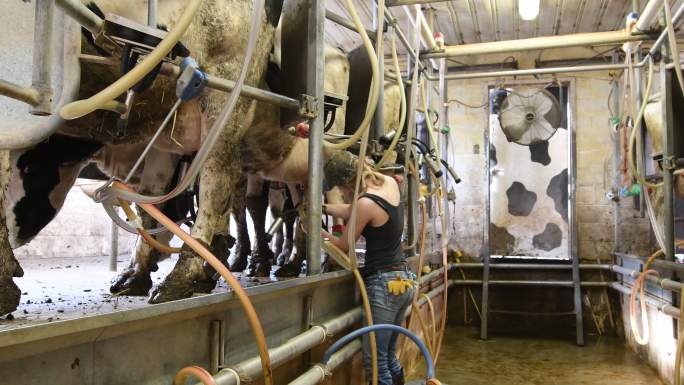 在奶牛场用挤奶机挤奶的年轻妇女