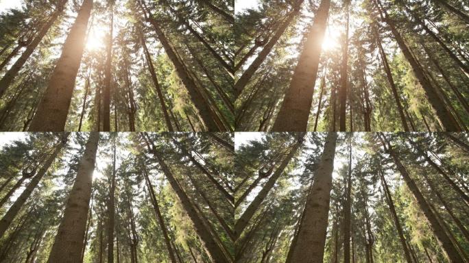 常绿森林视频高清树林阳光密林