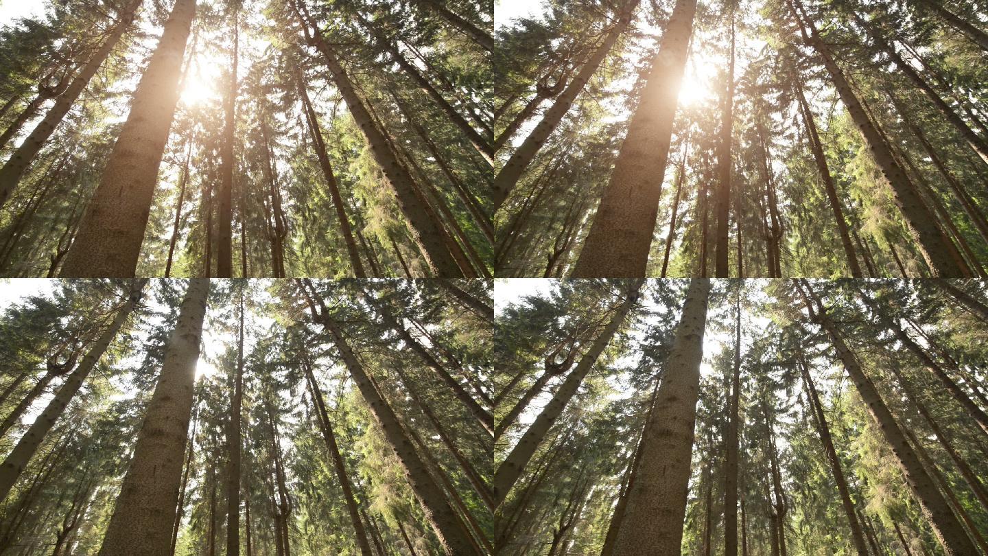 常绿森林视频高清树林阳光密林