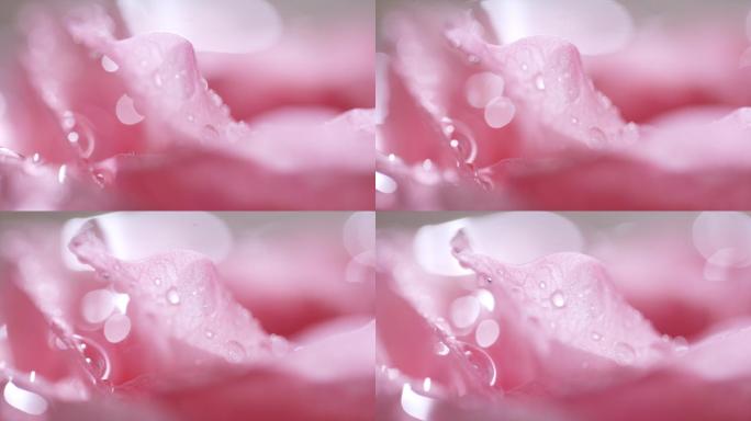 粉色玫瑰花瓣特写，花瓣上的水滴