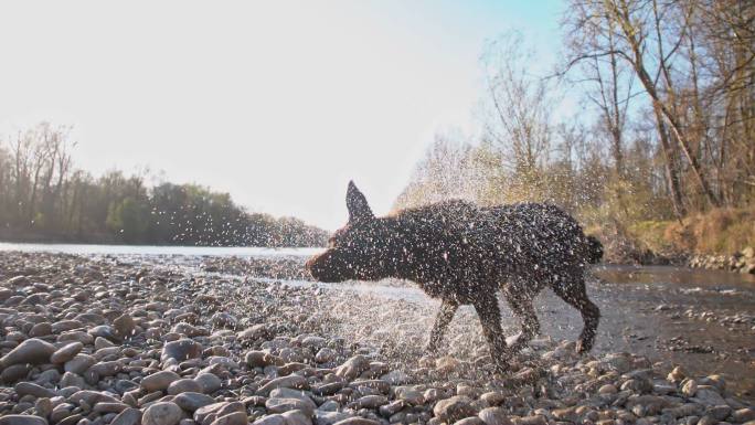 拉布拉多猎犬在河岸上摇动水