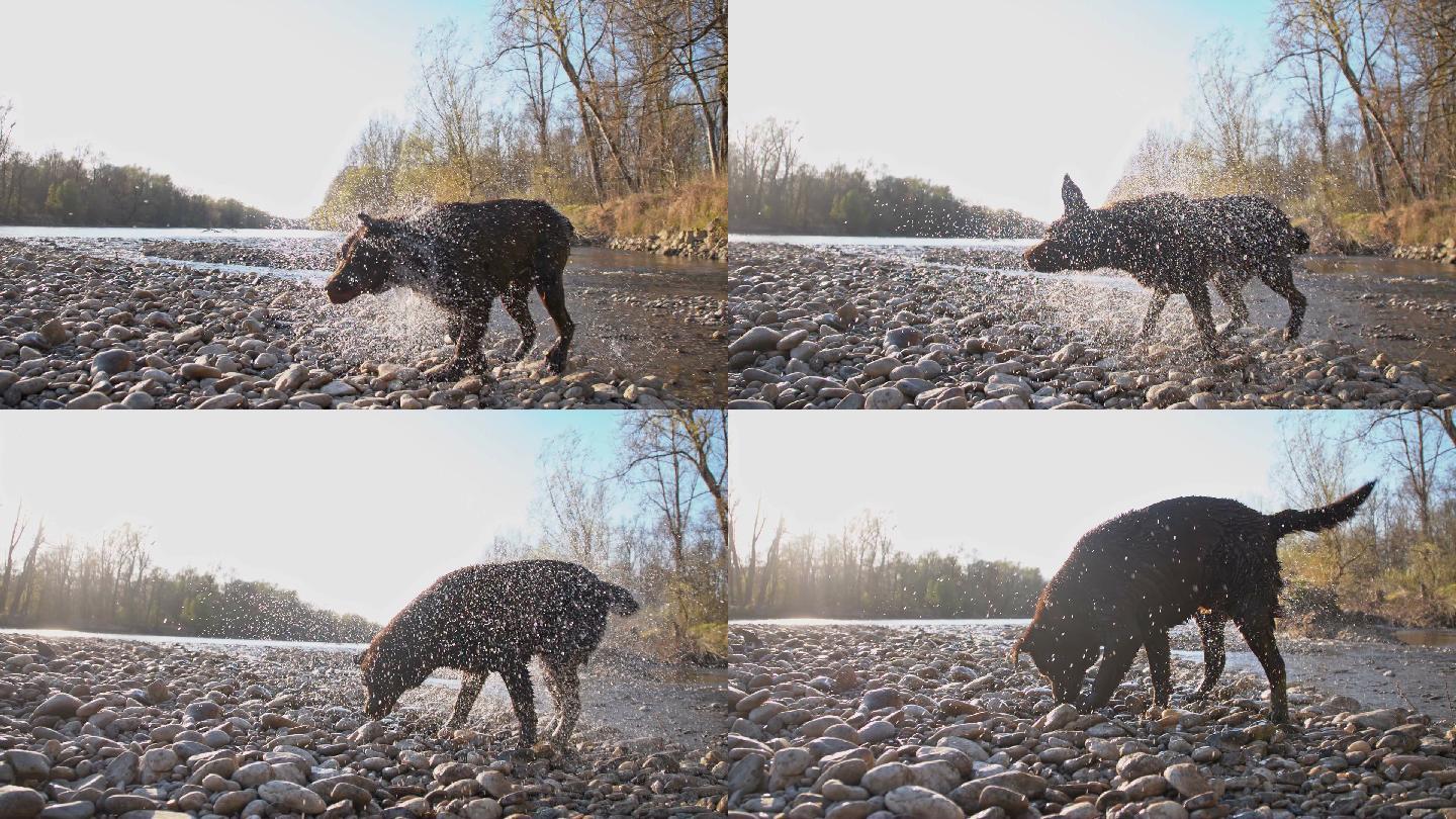 拉布拉多猎犬在河岸上摇动水