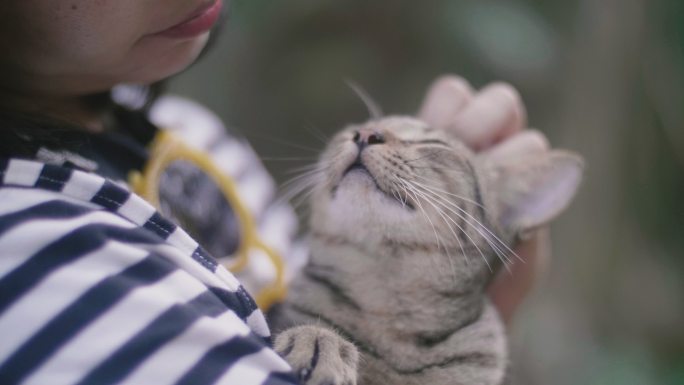 可爱的小猫咪宠物玩具视频素材宠物用品