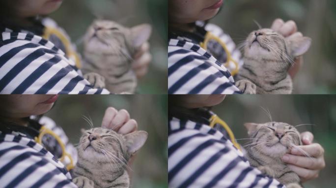 可爱的小猫咪宠物玩具视频素材宠物用品