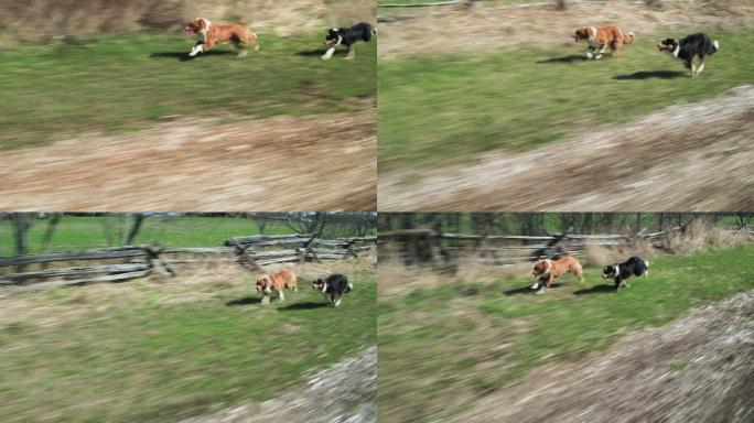 牧羊犬在开阔的田野里奔跑