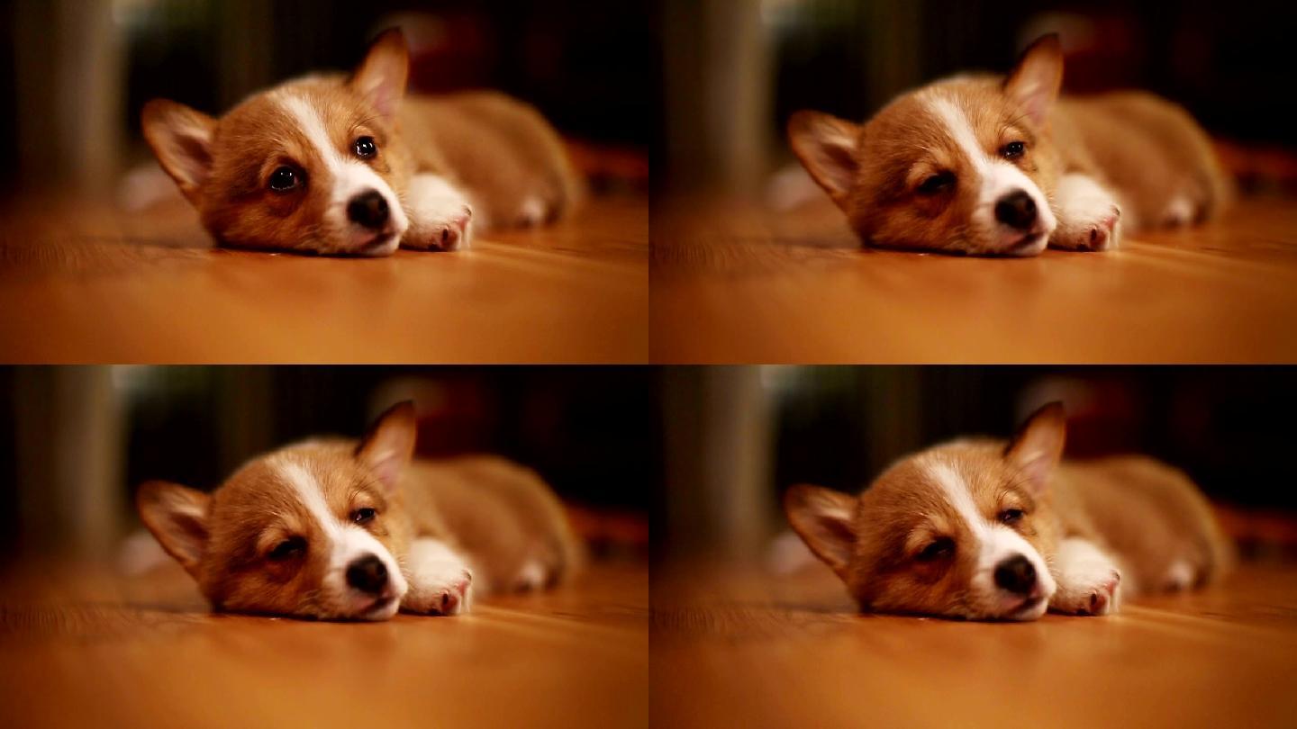 柯基犬睡在地板上