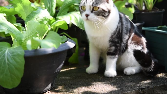 花斑猫在户外的菜园里玩耍