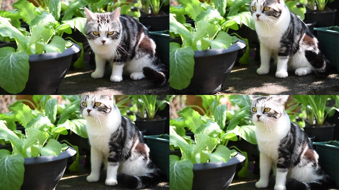 花斑猫在户外的菜园里玩耍