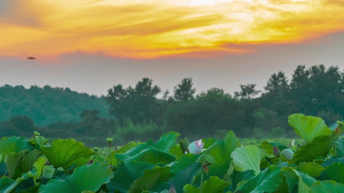 夕阳下的荷花