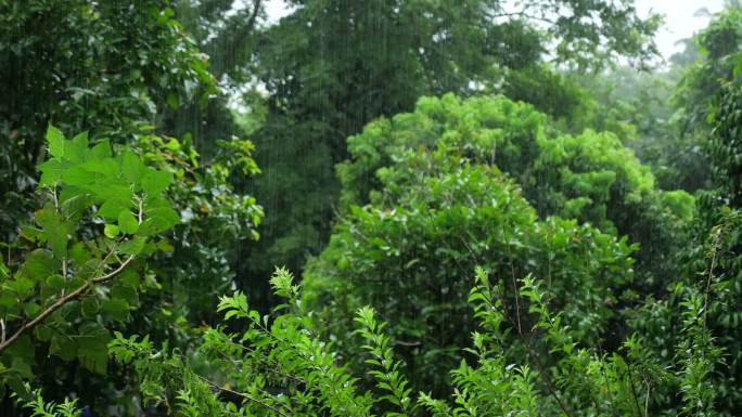 热带森林下大雨，雨中绿叶葱茏