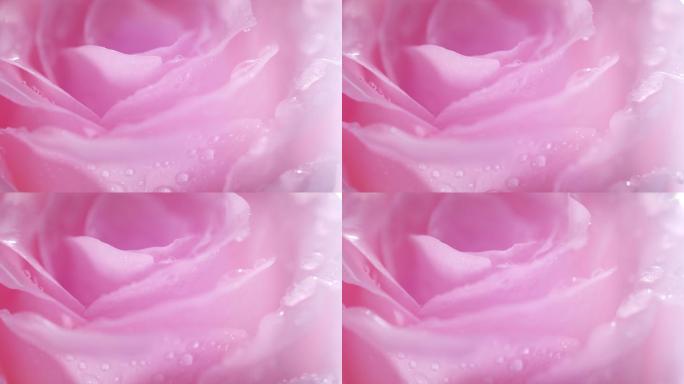 旋转的粉色玫瑰花，花瓣上的水珠