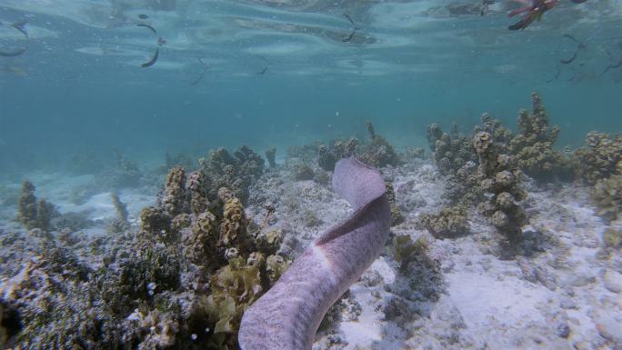 在海里游动的海鳗海洋保护区生态系统水生生
