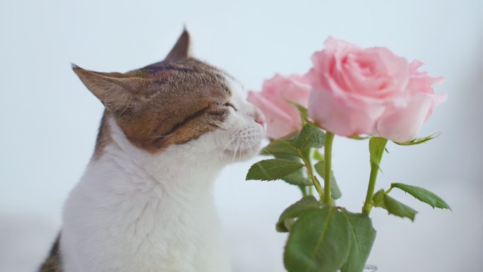 猫咪舔粉色玫瑰花叶子上的水