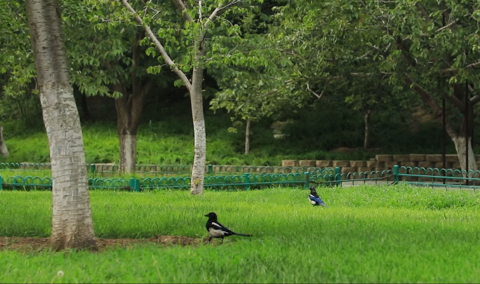 两只喜鹊在青青草地上漫步