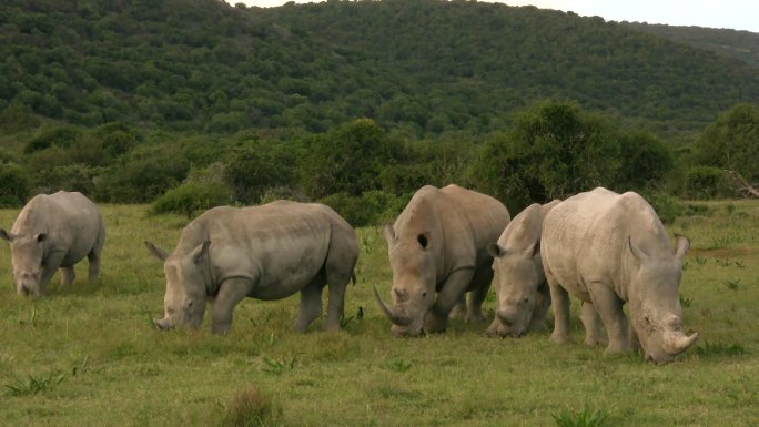 犀牛非洲大草原野生生存栖息地保护