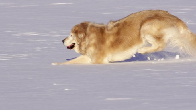 在雪地里奔跑的狗狗