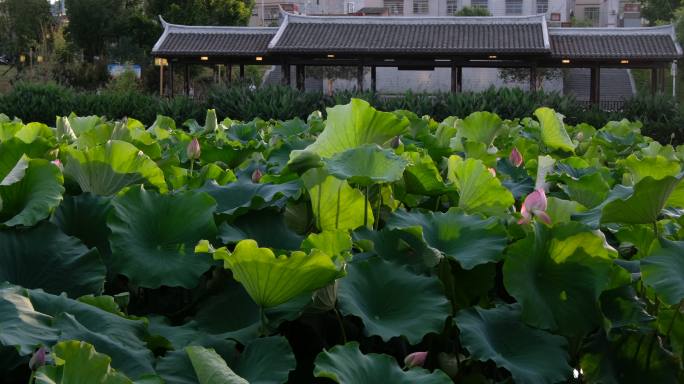 莲藕 荷花池 水塘亭台