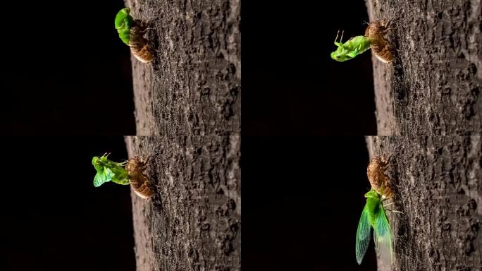 昆虫微距视频安蝉薄翅蝉脱壳蜕皮羽化过程