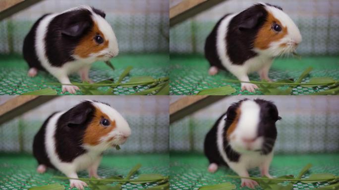 豚鼠萌宠笼子吃草