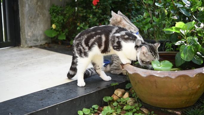 可爱的斑猫在荷塘碗里喝水。