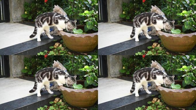 可爱的斑猫在荷塘碗里喝水。